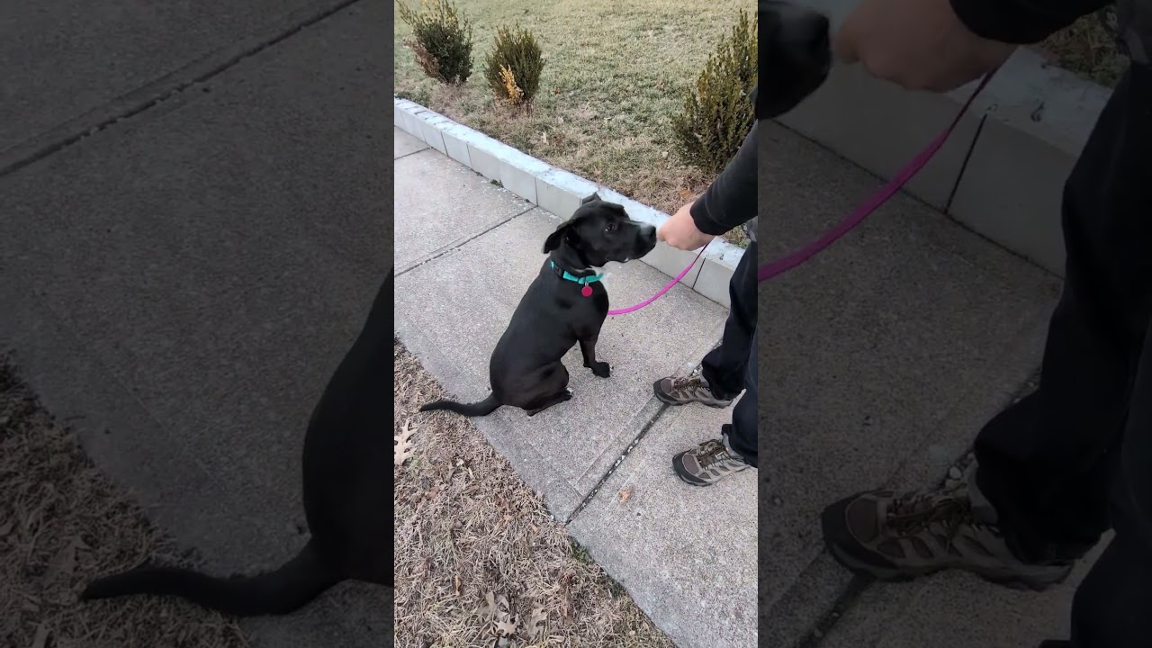 Thia, a Adoptable mixed breed in Shawnee, KS video 6/6