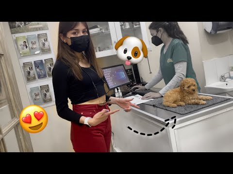 I'M BACK + new member 🐶❤️