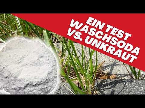 Waschsoda gegen Unkraut❓ Hilft das? 🤔