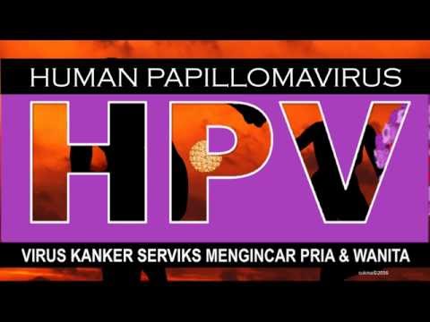 Virus papillomavirus hpv