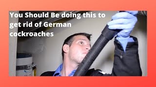 How To Get Rid of German Cockroaches Using Non-chemical Methods