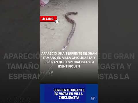 serpiente gigante en villa chicligasta #tucuman