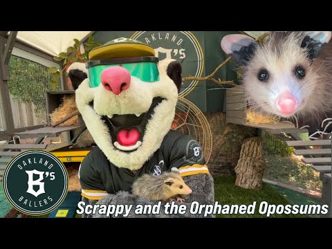 Scrappy The Rally Possum is fostering baby Opossums