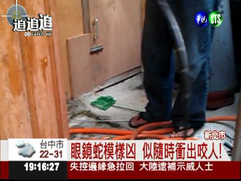 民宅裡賣毒蛇! 害鄰居驚恐過日子