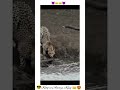 Attitude Whatsapp Status Animals Attitude Whatsapp Status Attitude Shorts