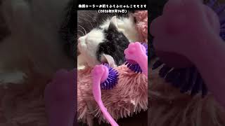 美顔ローラーお肌もふもふにゃんこモモです(2026年8月14日) #トンタカ#ネコ#猫 #猫好きさんと繋がりたい #猫動画 #cat #ねこ #ねこのいる