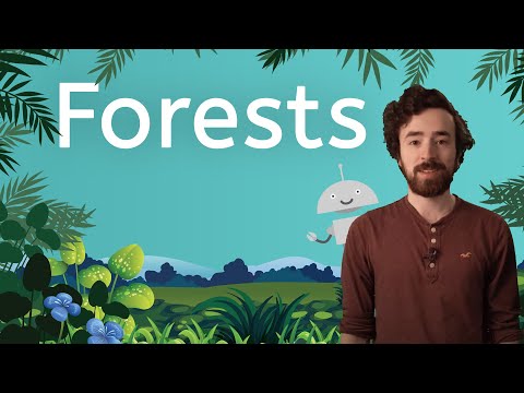 Tell Me About Forests! - Science for Kids!