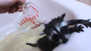 Cute n cuddly baby coons - baby racoon bath part 1 raccoon