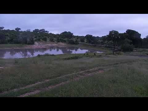 Djuma: Lone Hyena runs up road-then stops to sniff before moving on - 06:38 - 01/04/22