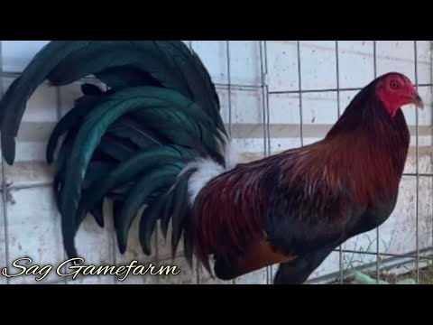 Sweater Brownred Kelso - SAG FARM