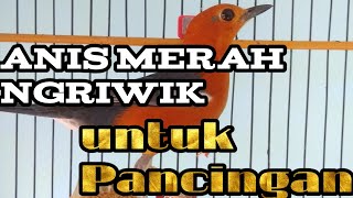 Download lagu Anis merah ngriwik manja mp3