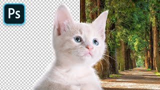 #09. 고양아 털 끝 살려서 이미지따기 [포토샵]