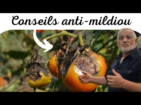 , title : 'Comment lutter contre le mildiou de la tomate ?'