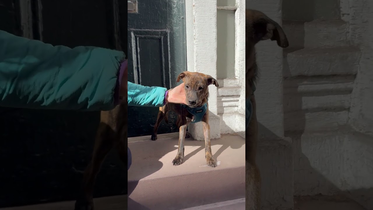Enlarge Warlock, a Adoptable mixed breed in New York, NY video 4/4