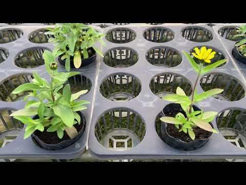 園芸 エレガントなジニア