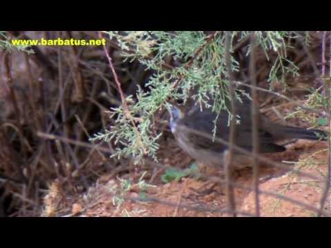 Pechiazul ( Luscinia svecica ) Bluethroat
