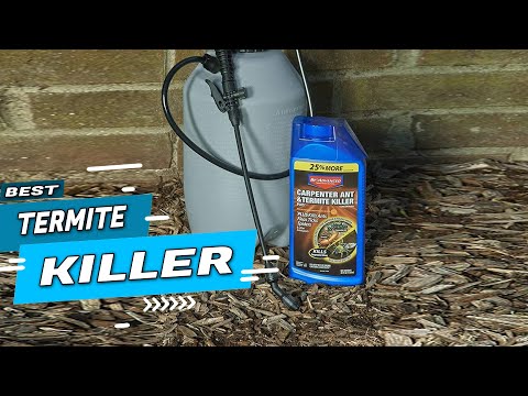 Top 5 Best Termite Killers Review in 2022
