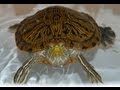 How to get your turtle to eat. What to do if he ...