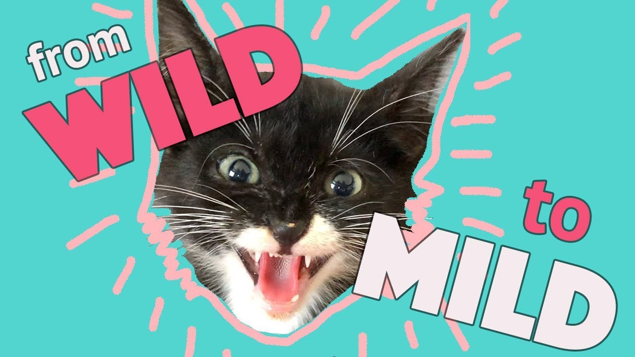 Enlarge Allspice-Tiny Spirit Kitten-In Foster, a Adoptable Domestic Short Hair in Springfield, MA video 6/6