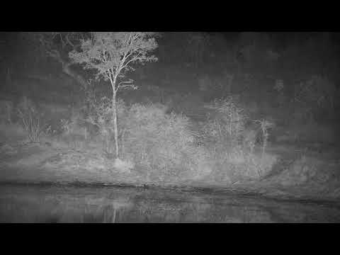 Djuma: Two Hippos leave the dam - 20:13 - 07/17/21