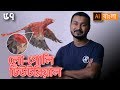 Low Poly Drawing Tutorial Ep 57 Basic To Advance Illustrator CC Bangla Tutorial