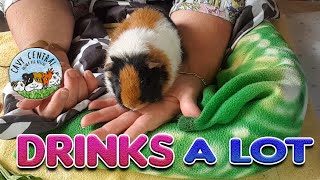 Guinea pig Drinking lots of water and what is this lump Stella
