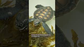 Meet Dunk, a very brave tiny green sea turtle! 🐢