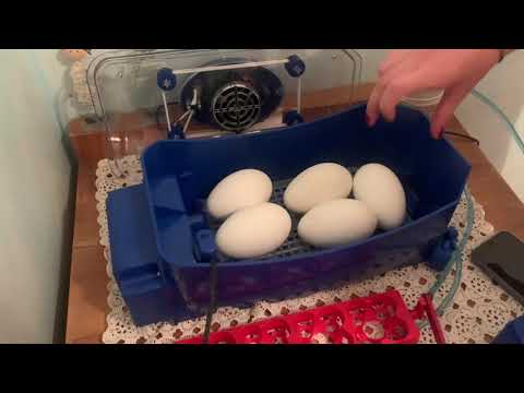 , title : 'Incubazione uova di oca con incubatrice Borotto®'