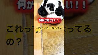 it's a cat.猫だらけです！どうやって入ったのか見たい。#cat #保護猫 #ねこのいる暮らし #黒猫
