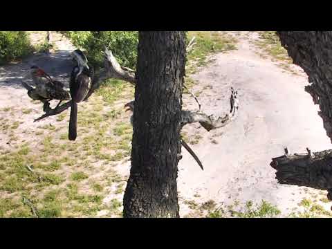 Djuma Private Game Reserve Live Stream - Red-billed hornbills: March 11, 2018