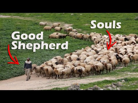 Jesus, The Soul Shepherd