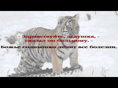 Вечерние рассказы для детей. История 068