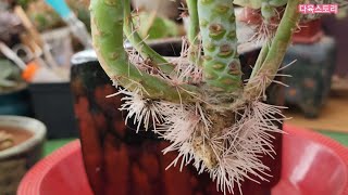 헤리왓슨뿌리 안좋아 보름빈화분에 올렸더니~~/황진이분을 선물받았어요(korean succulent plants )