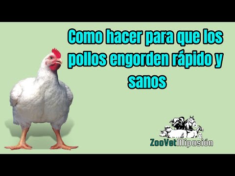 , title : 'Cómo Hacer para Que sus pollos Engorde Rápido y sanos en corto tiempo'