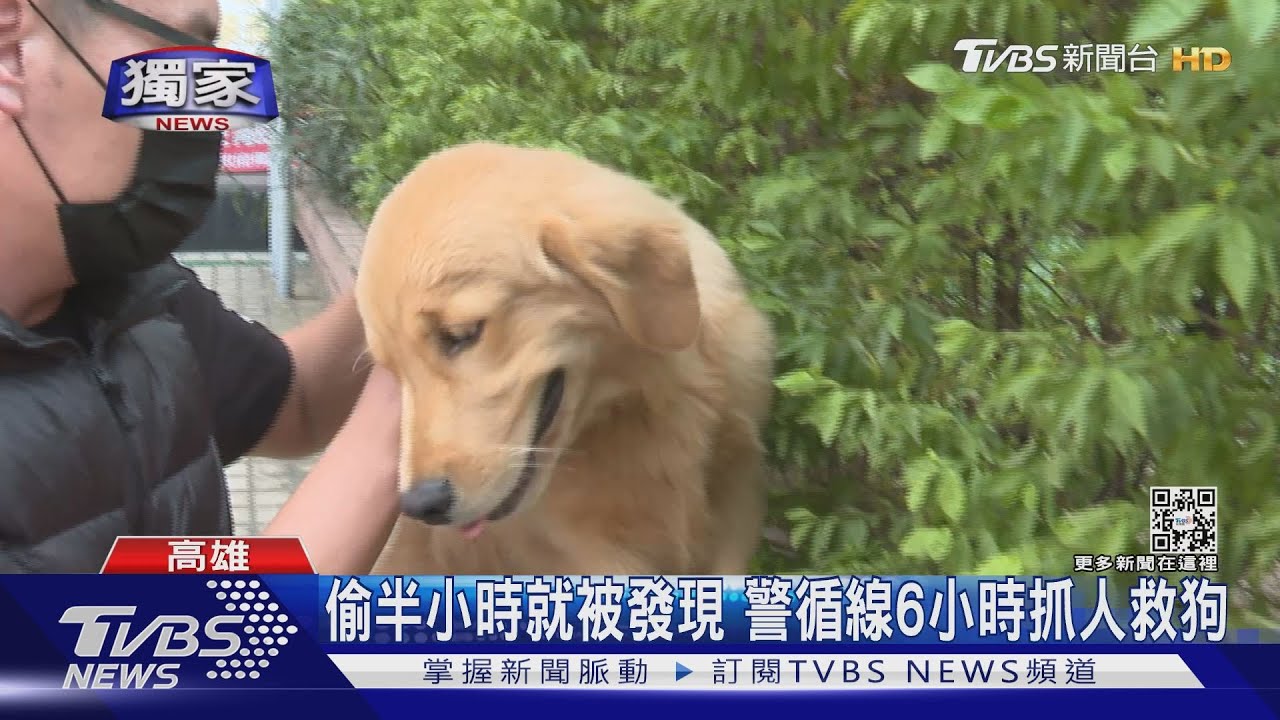 花2天混熟!「騙」走身價30萬黃金獵犬 警6小時逮人