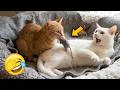 Angry And Aggressive White Cat Hissing Over His Orange Friend S GIFT Funny Pets Reactions