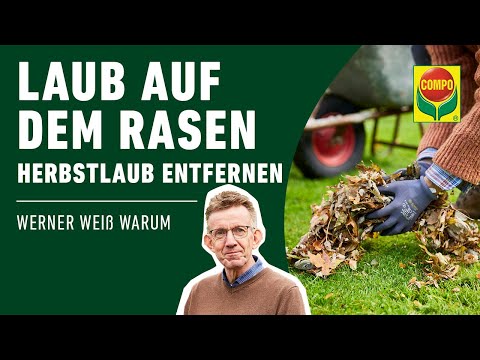 Laub auf dem Rasen - liegen lassen oder entfernen? | COMPO