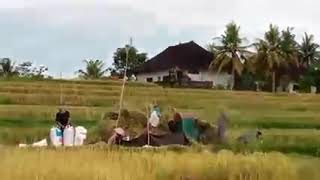 Bali バリ島ローカル　現地民の生活　〜　稲刈り　脱穀機