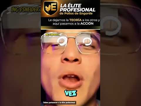 El color amarillo se logra así en los pollos de engorde 🤯#pollosdeengorde #pollo