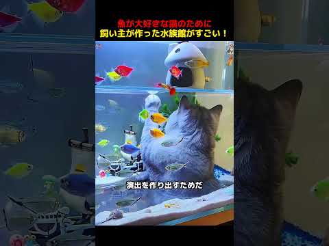 魚が大好きな猫のために、飼い主が作った水族館がすごい！！#shorts   #動物 #ペット