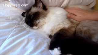 preview picture of video 'Ragdoll Cat Caymus on Thanksgiving Day 2013 - ねこ - ラグドール - Floppycats'