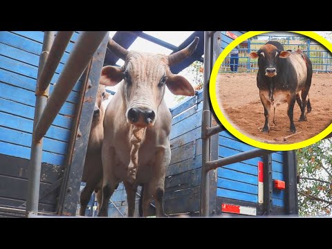 TREINO DE RODEIO NOS TOUROS DA CIA 2R (PERERECA) - PENÁPOLIS/SP