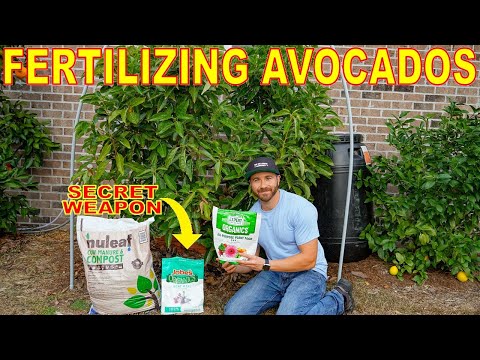 , title : 'How To FERTILIZE AVOCADO TREES For INSANE Fruit Set [COMPLETE GUIDE]'