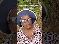 A Herb For EVERY Sickness Jamaica Jamaica Herbs Herbal