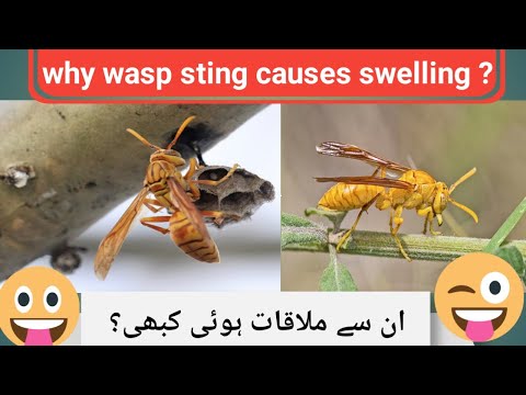 Thumbnail for Why wasp sting causes swelling? | sting | Why wasp sting cause inflammation? | yellow paper wasp by W.A.S.P. (band)
