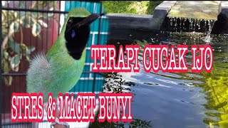 Download lagu terapi CUCAK IJO stres dan macet bunyi mp3 Download lagu terapi CUCAK IJO stres dan macet bunyi mp3
