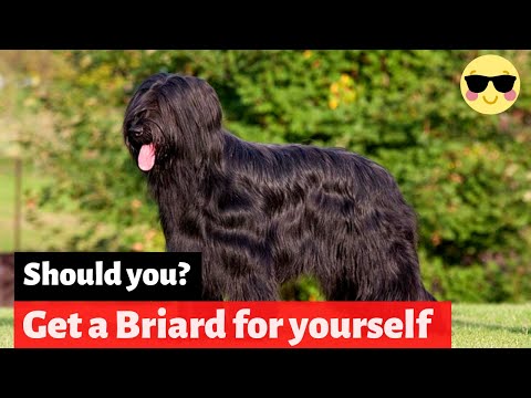 Briard | Should You Get Yourself This Amazing Breed?