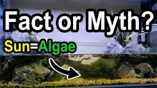 Does Sunlight REALLY cause Algae? I did a 1 Month Test.
