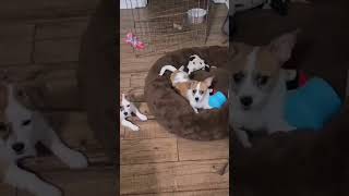 Video preview image #1 Jack Chi Puppy For Sale in Fultonham, NY, USA