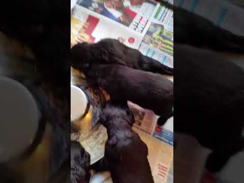 Puppen Otis Boanergos Diadema  en Bodo vom Hexenwald